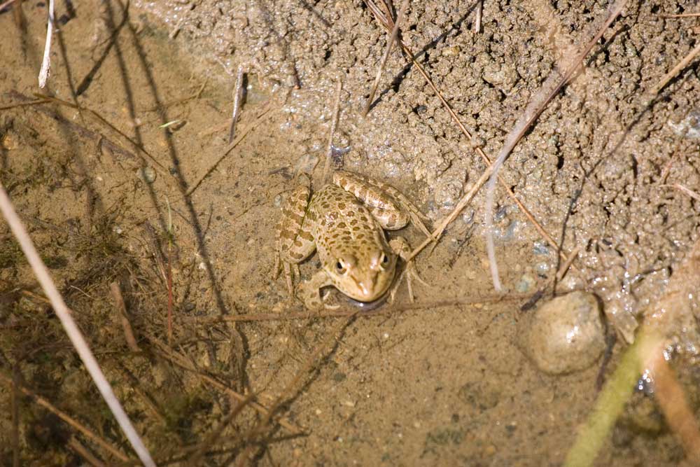 Rana ridibunda